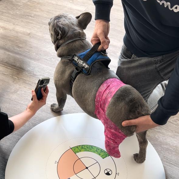 wimba scan for dog prosthetics