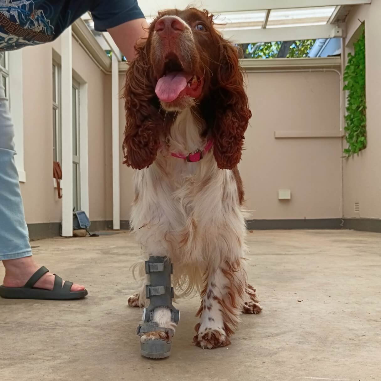 dog with wimba carpus orthosis pro