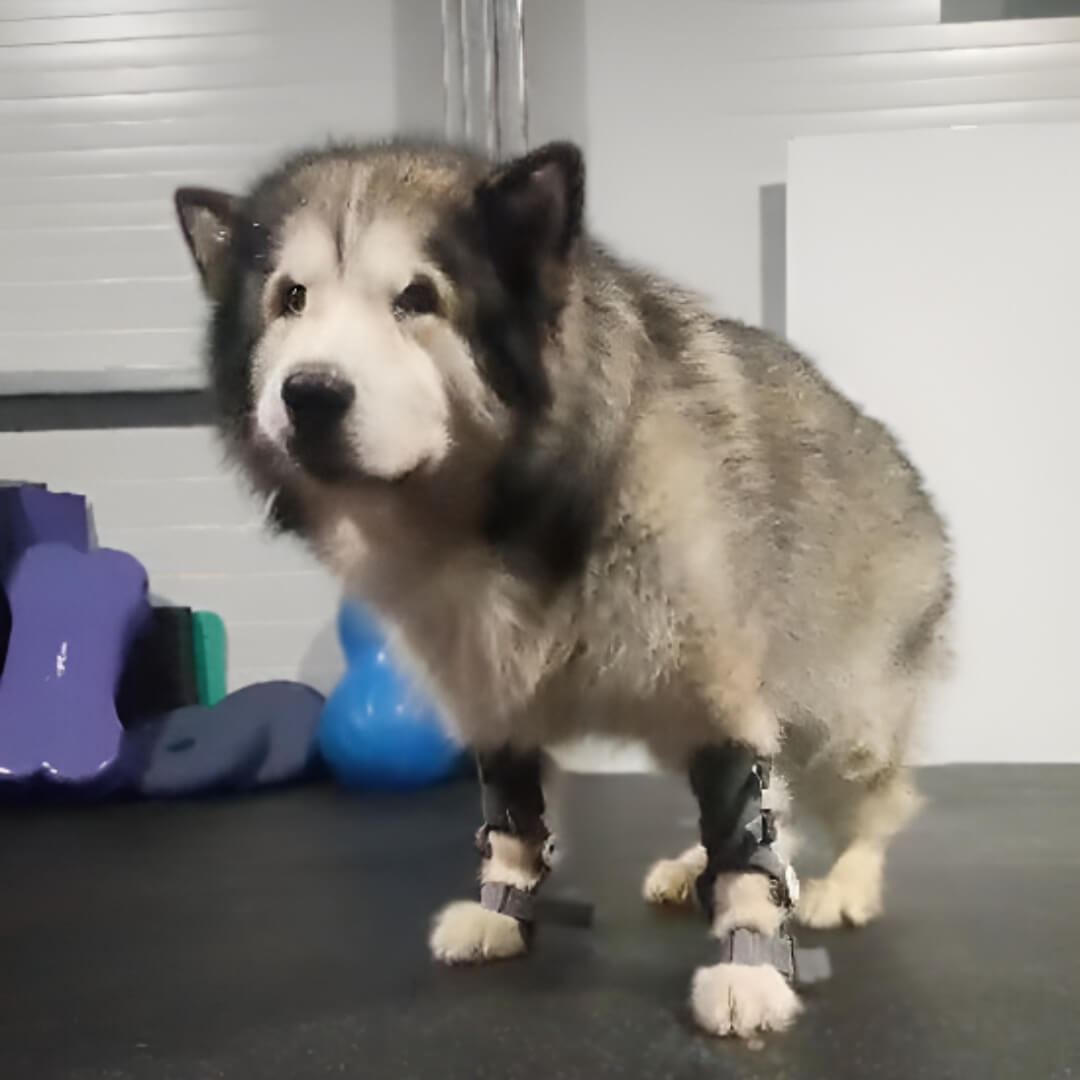 Loki, big dog with WIMBA Carpus Orthoses Pro