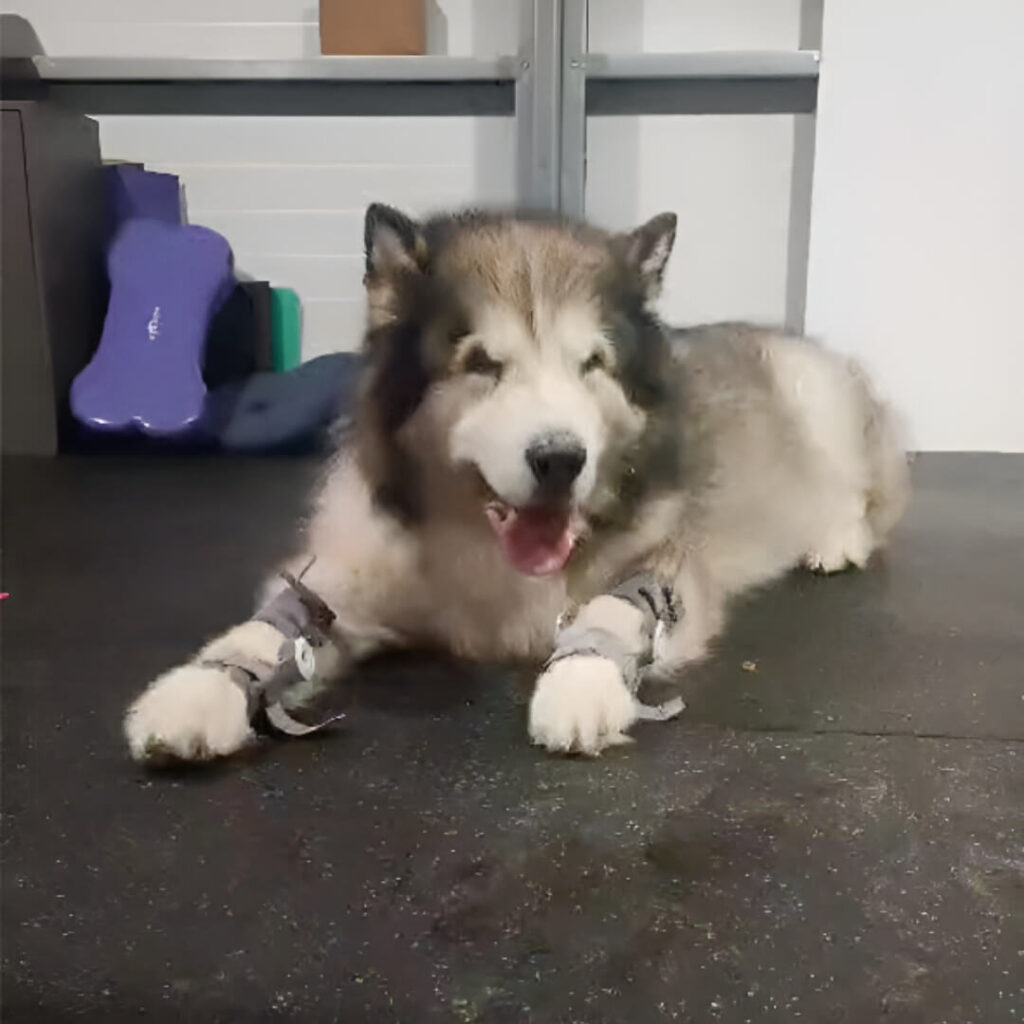 Loki, big dog with WIMBA Carpus Orthoses Pro