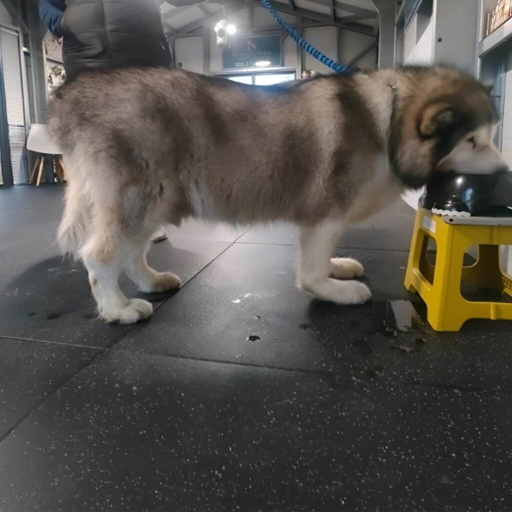 Loki, big dog before WIMBA Carpus Orthoses Pro