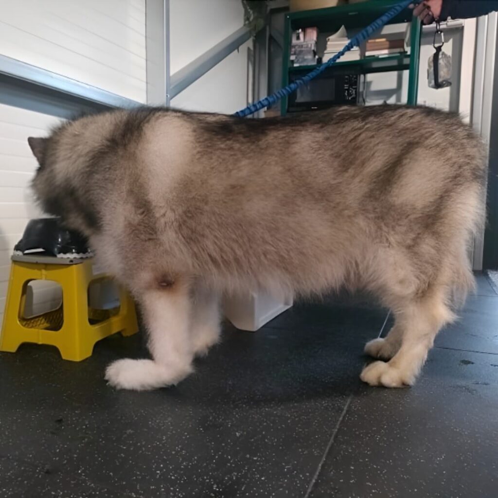 Loki, big dog before WIMBA Carpus Orthoses Pro