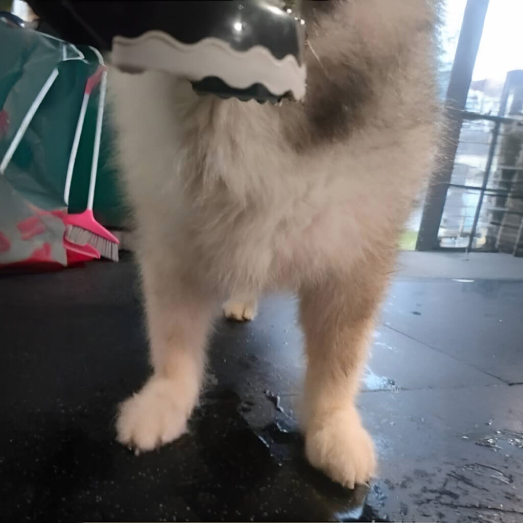 Loki, big dog before WIMBA Carpus Orthoses Pro