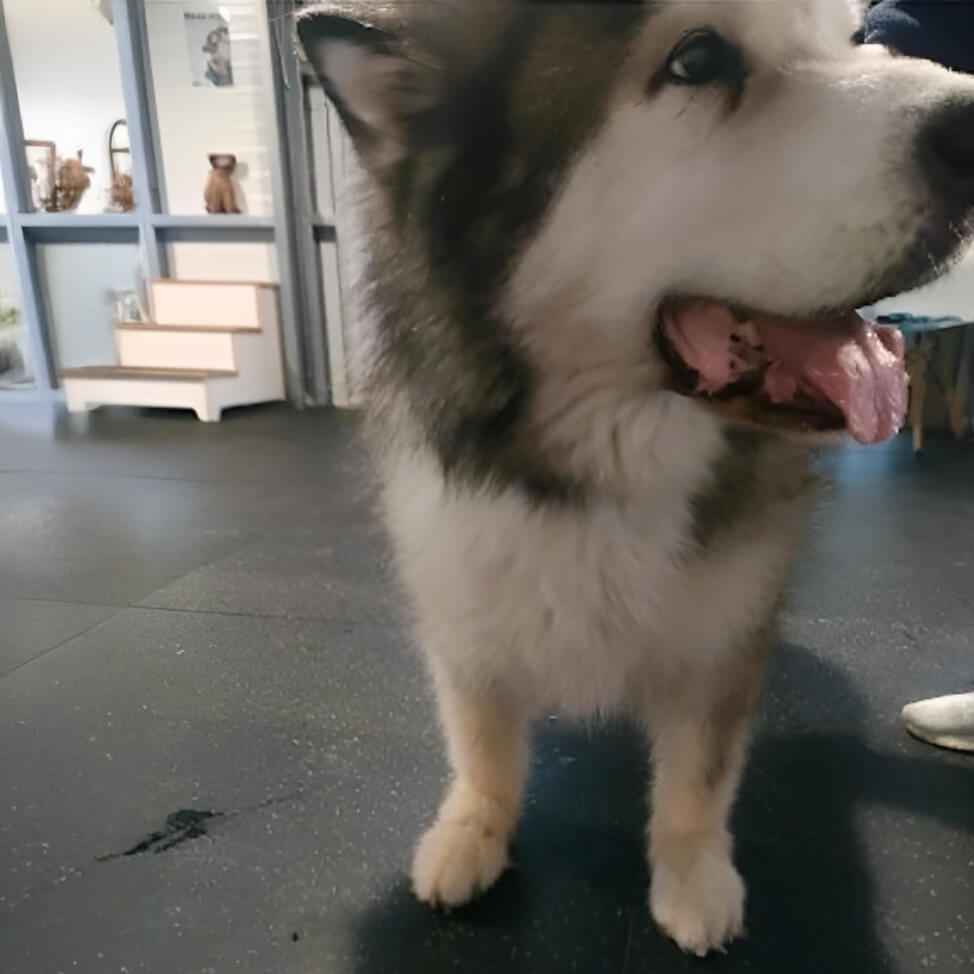 Loki, big dog before WIMBA Carpus Orthoses Pro