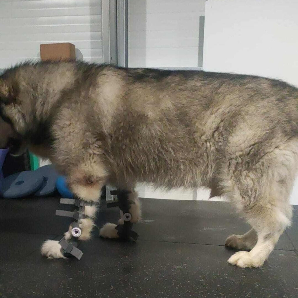 Loki, big dog with WIMBA Carpus Orthoses Pro