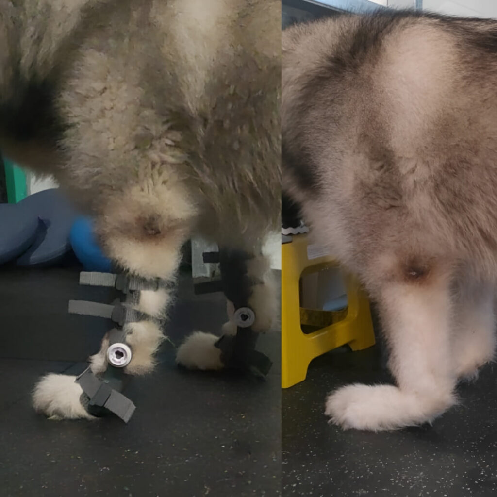 Loki, big dog with WIMBA Carpus Orthoses Pro before and after
