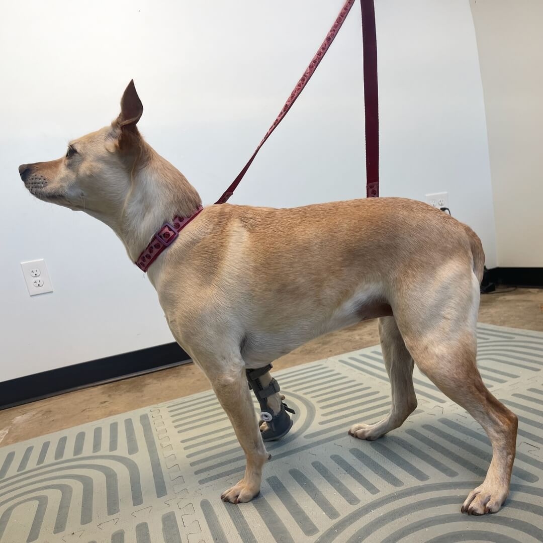 English springer spaniel