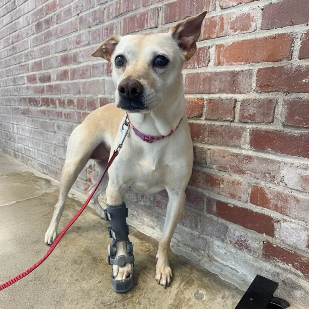 Lyla WIMBA Carpus Orthosis Pro with Paw Support