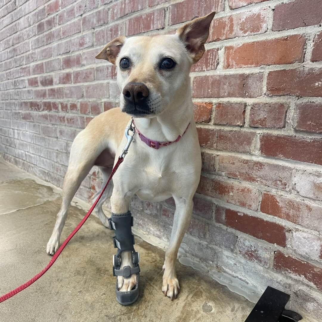 Lyla WIMBA Carpus Orthosis Pro with Paw Support