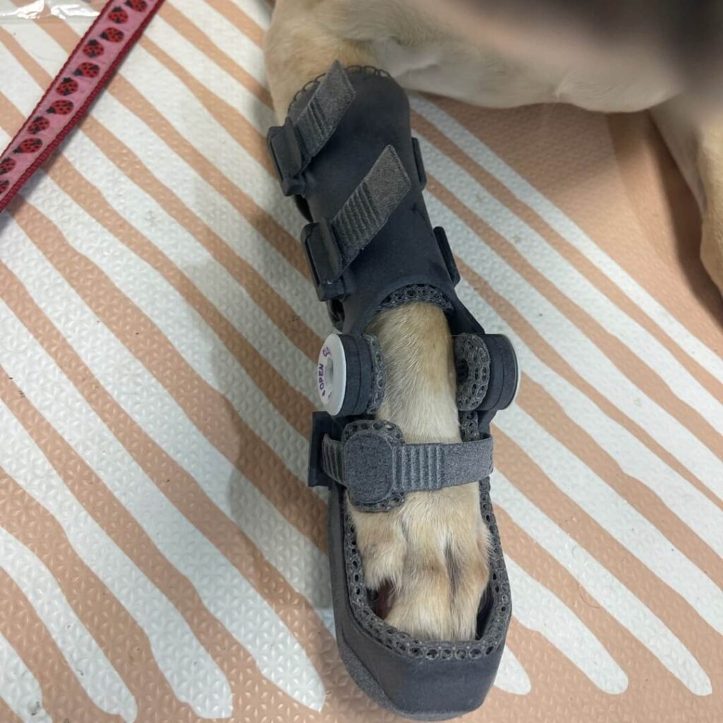 Lyla WIMBA Carpus Orthosis Pro with Paw Support