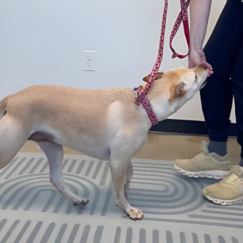 Lyla WIMBA before Carpus Orthosis Pro with Paw Support