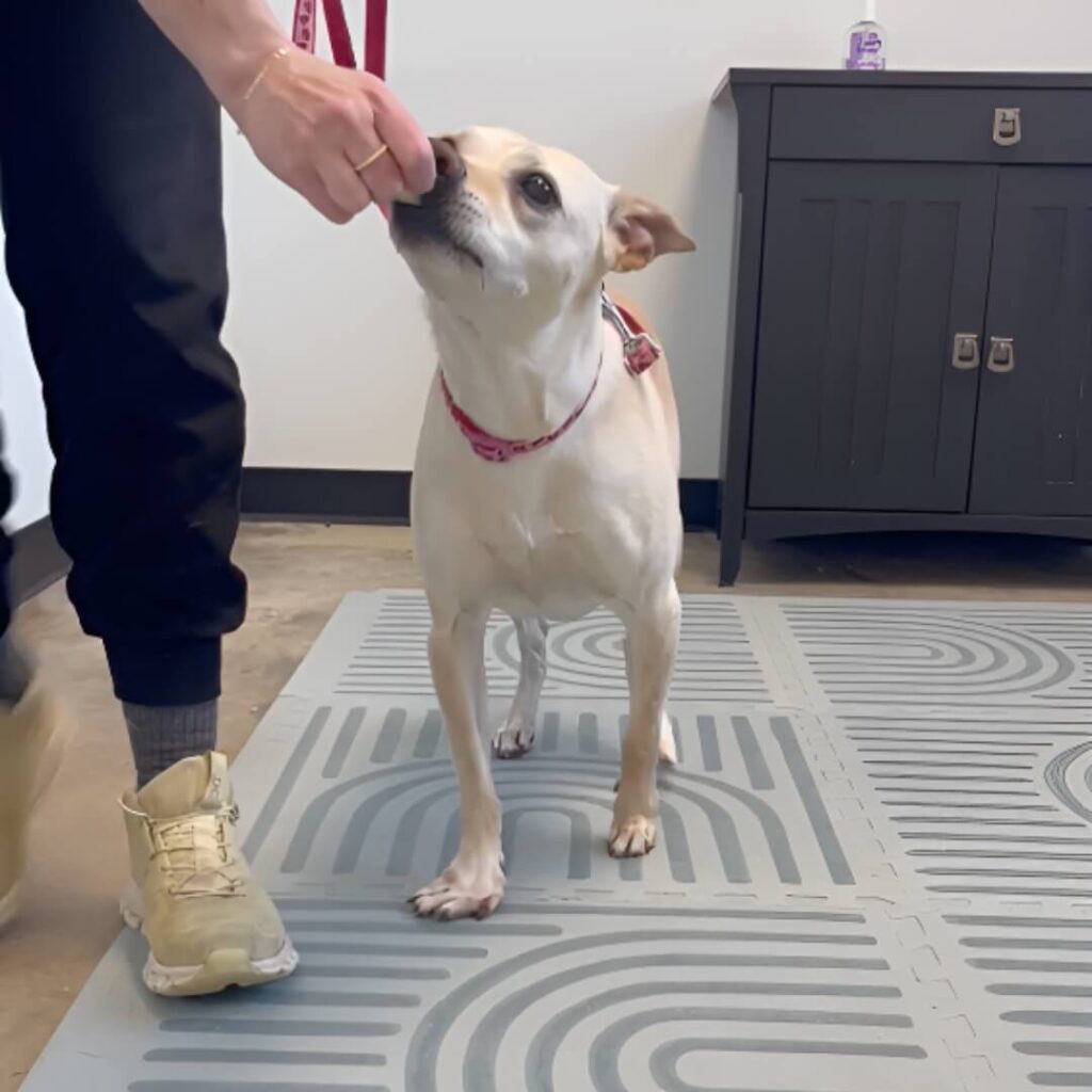 Lyla WIMBA before Carpus Orthosis Pro with Paw Support