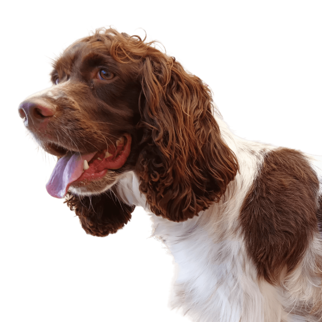 English springer spaniel