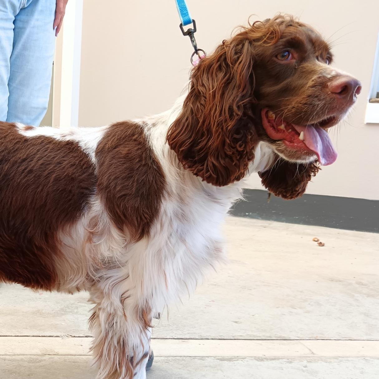 English springer spaniel