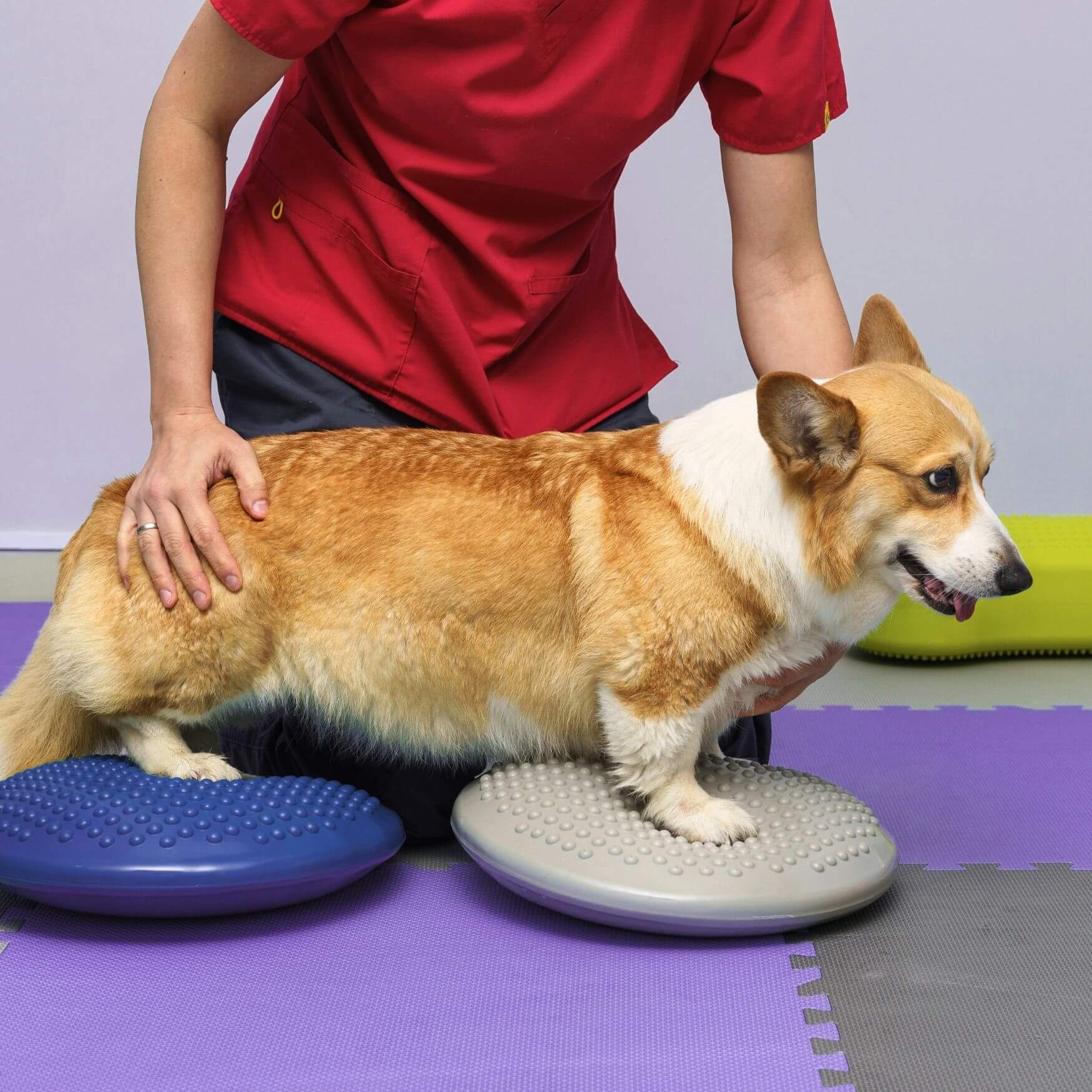 Canine rehabilitation therapy