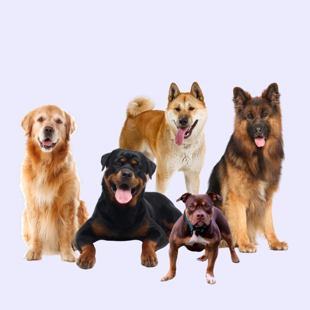 Breeds Commonly Affected by Cruciate Ligament Injury