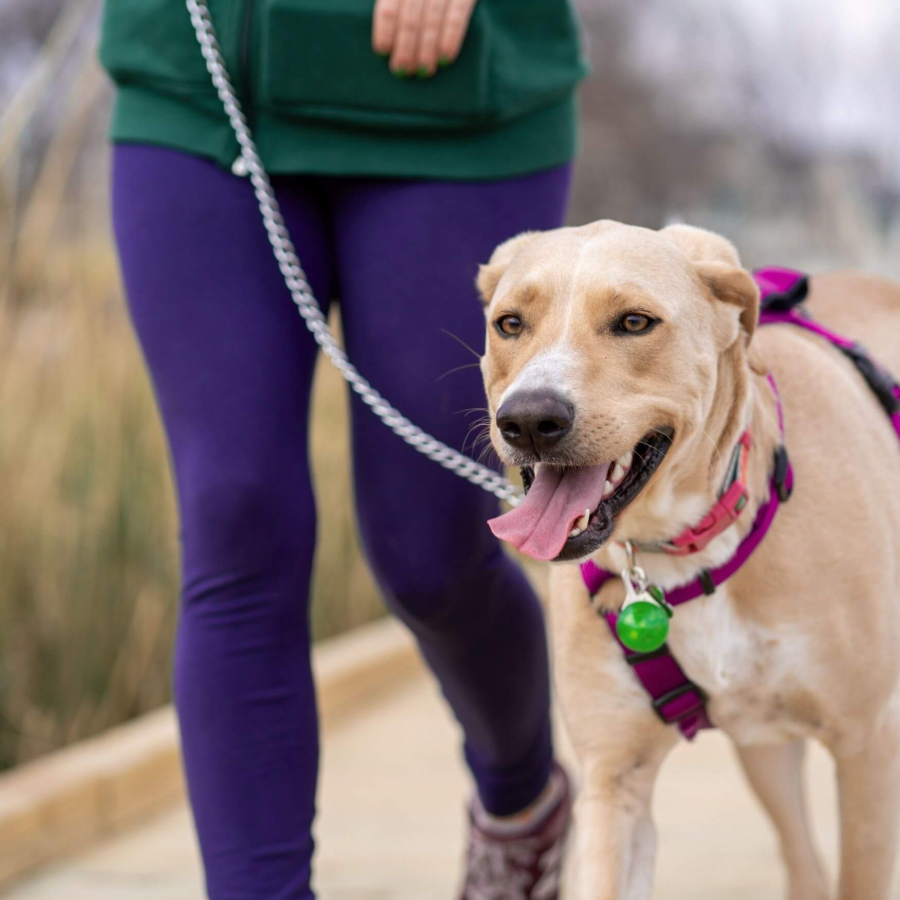 Prevention of Cruciate Ligament Injuries in Dogs