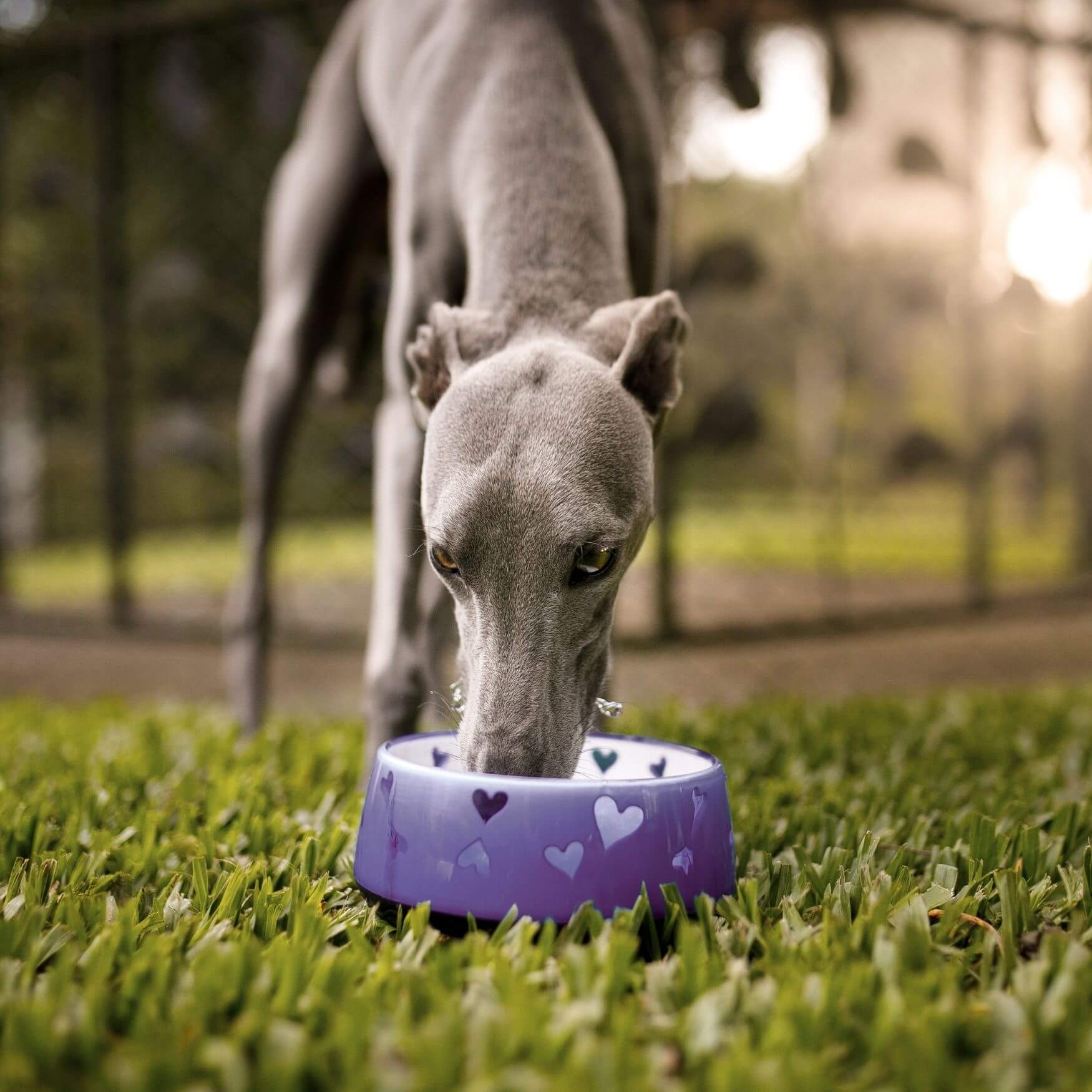 Prevention of Cruciate Ligament Injuries in Dogs