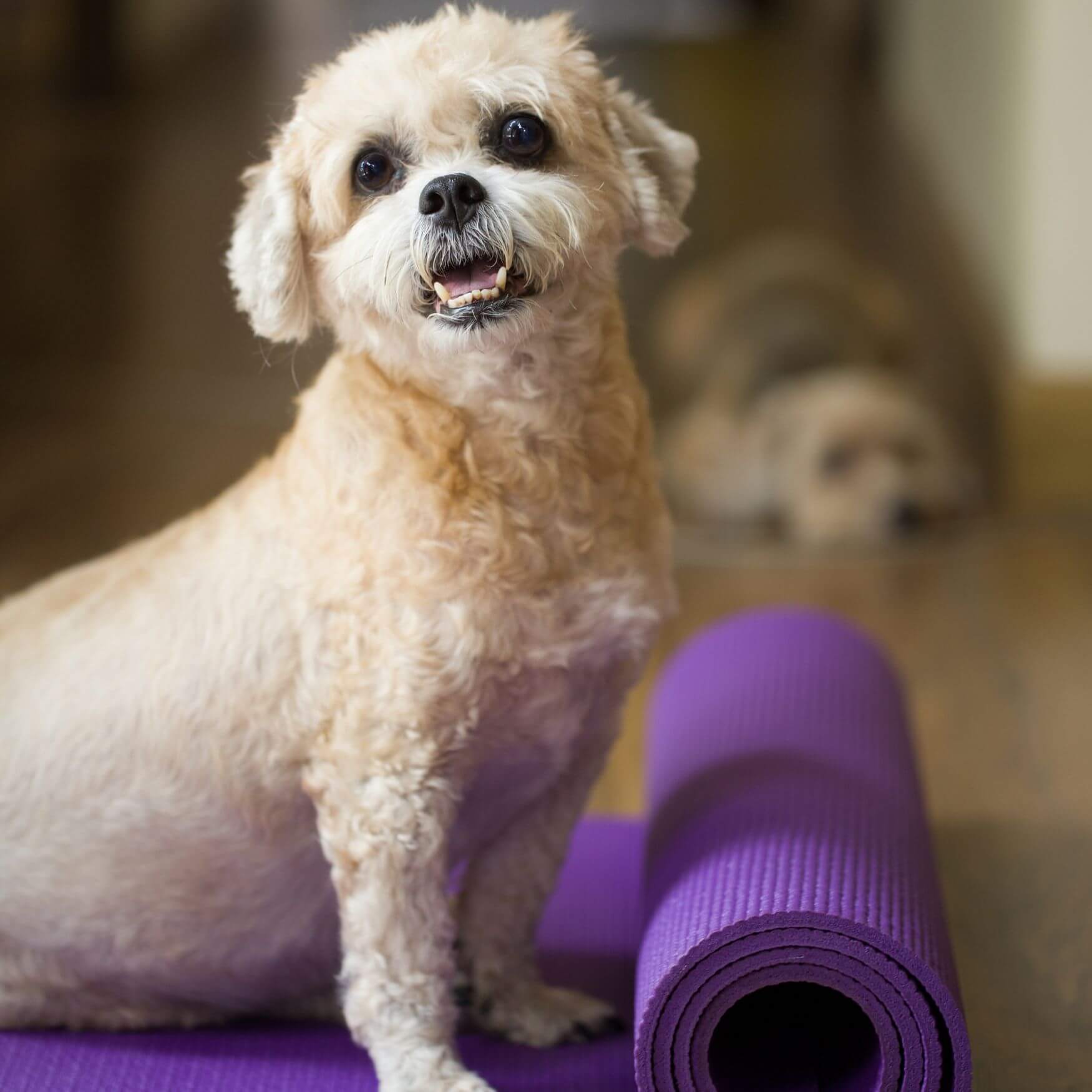 Prevention of Cruciate Ligament Injuries in Dogs