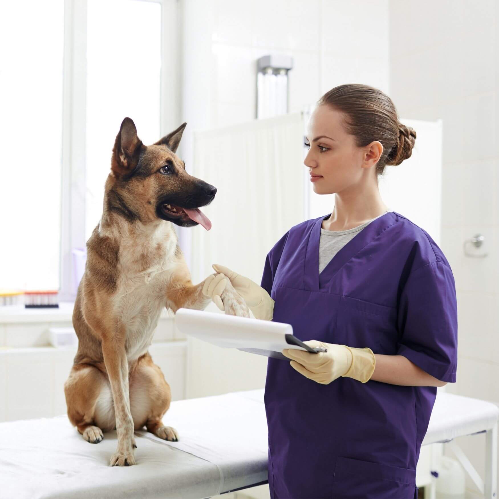 Prevention of Cruciate Ligament Injuries in Dogs