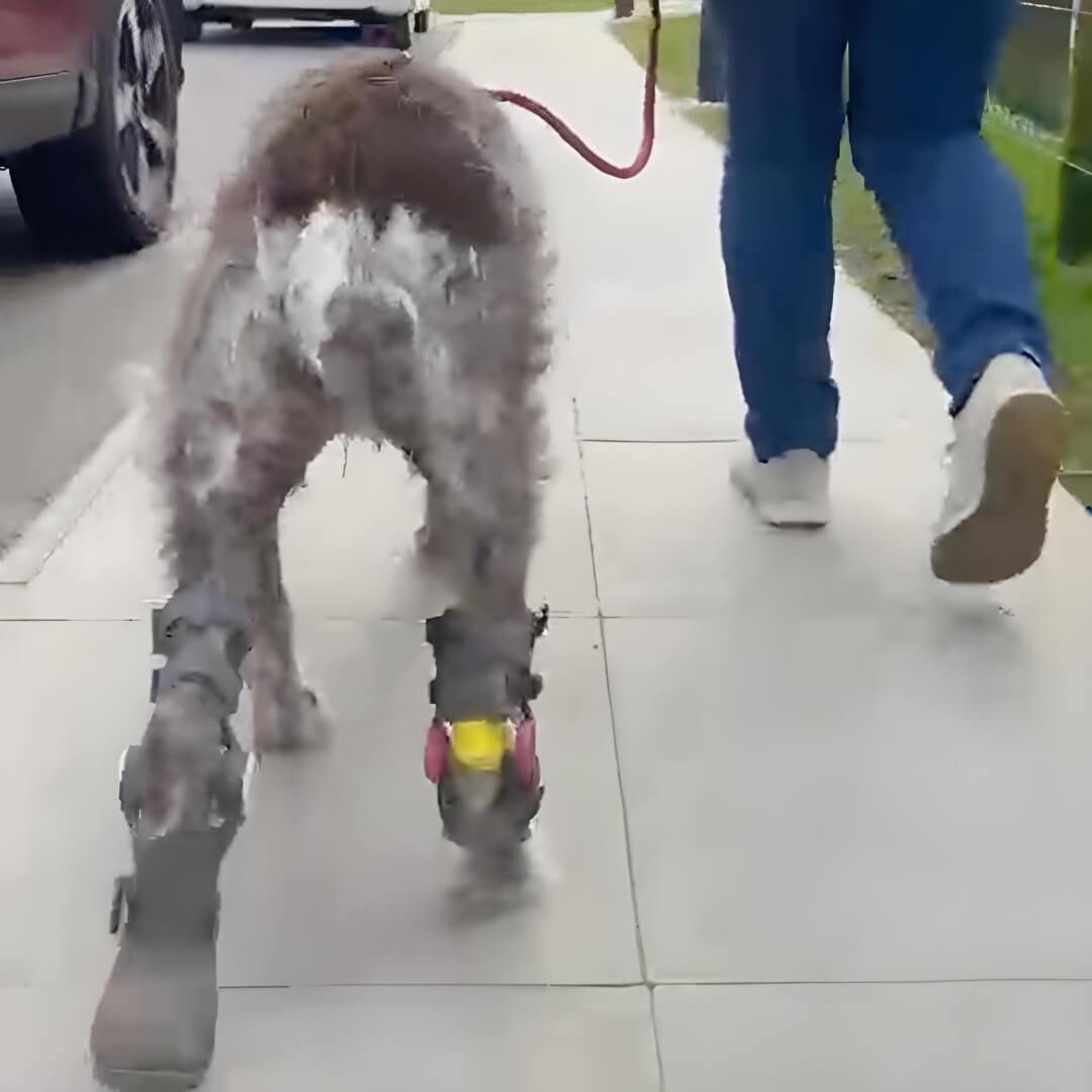 dog with wimba tarsus orthosis pro