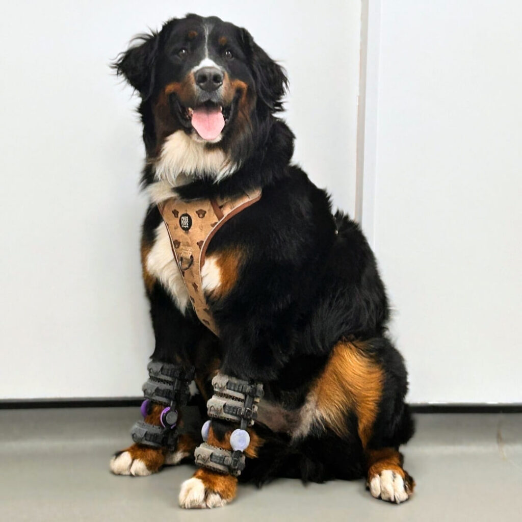 Bernie Intermittent Forelimb Lameness