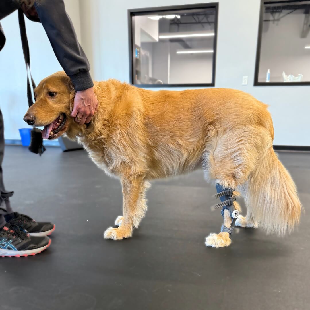 dog with wimba tarsus orthosis pro