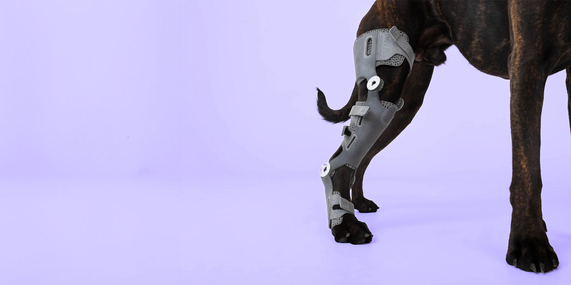 Cranial Cruciate Ligament Injury Causes, Signs and Treatment