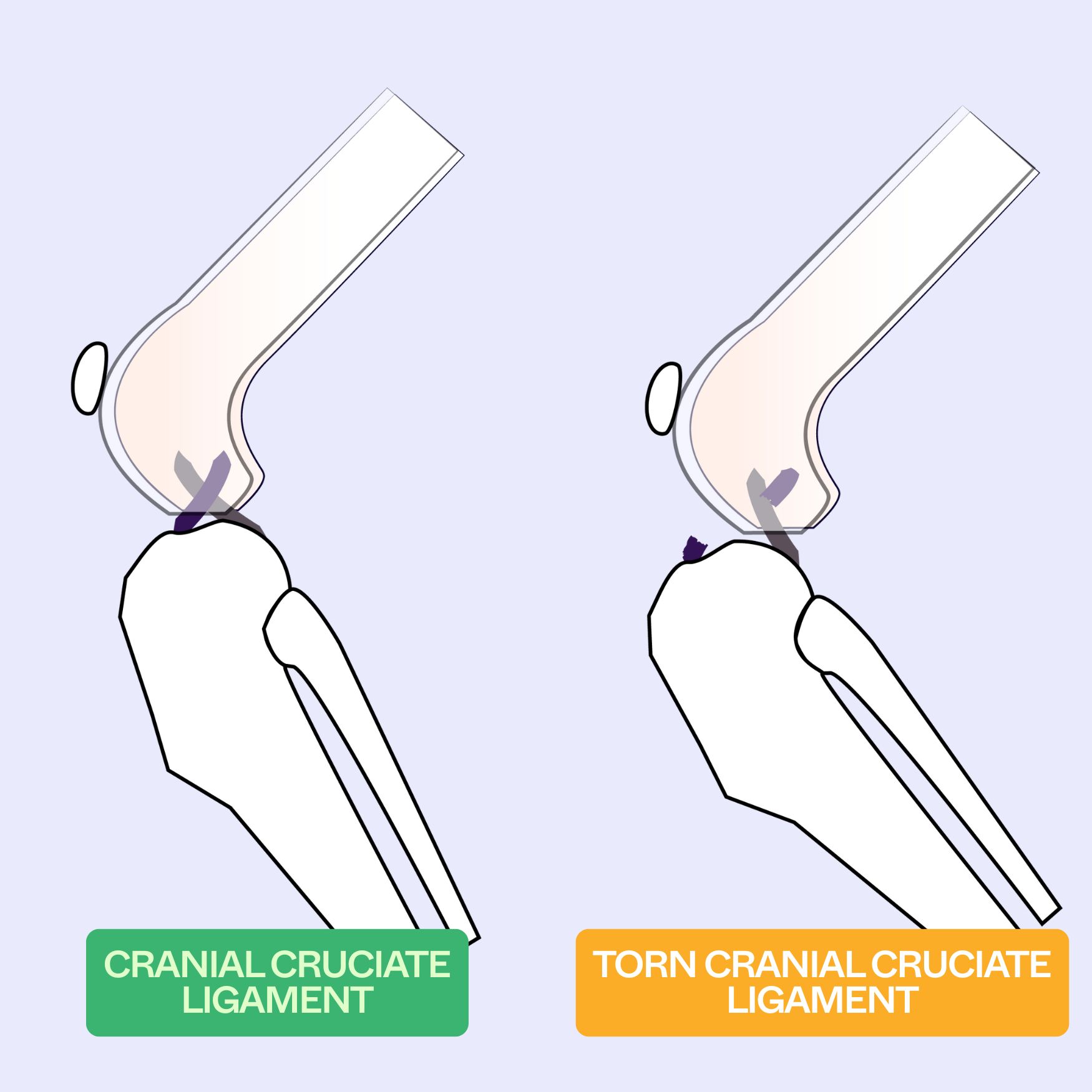 Loki, big dog with WIMBA Carpus Orthoses Pro before and after
