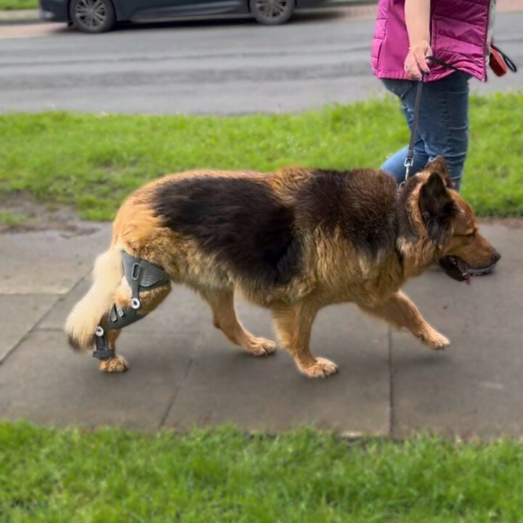 Partial Cruciate Ligament Tear tess