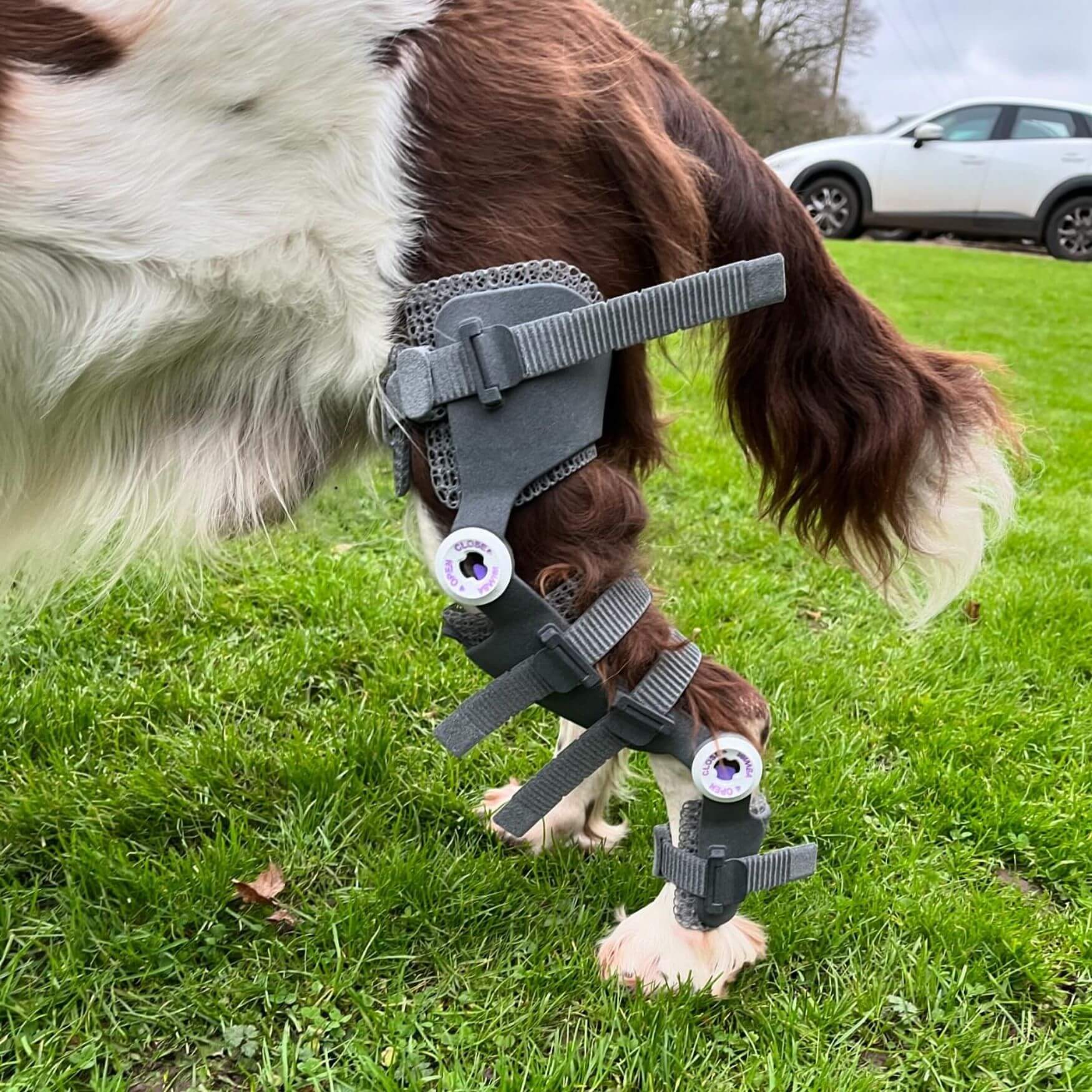 jack dog with a knee brace