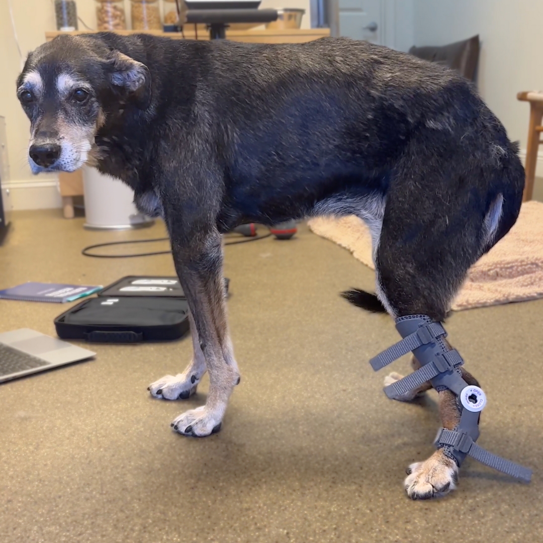 dog with wimba tarsus orthosis pro