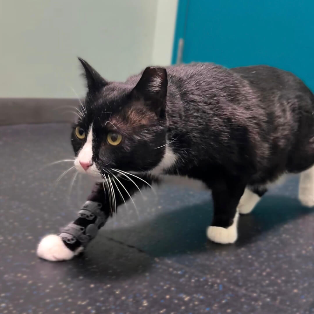 barry-carpus-orthosis-for-cats