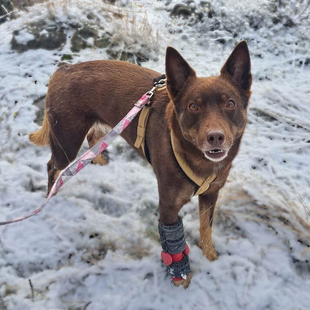 dog with carpal brace