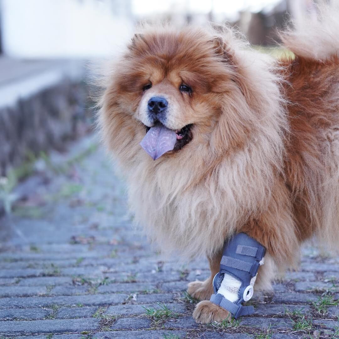 chrupek-carpus-orthosis-for-dogs