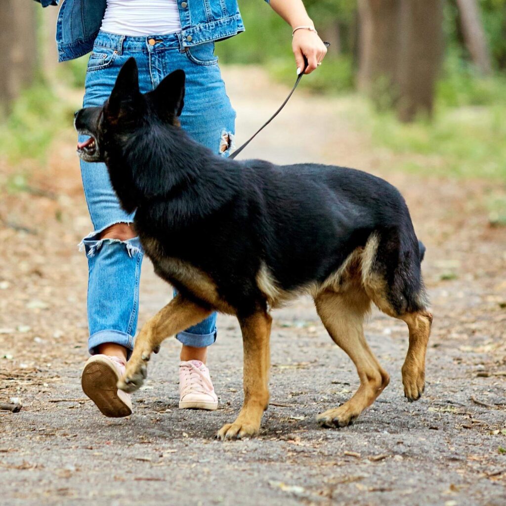 Lameness ccl in dogs