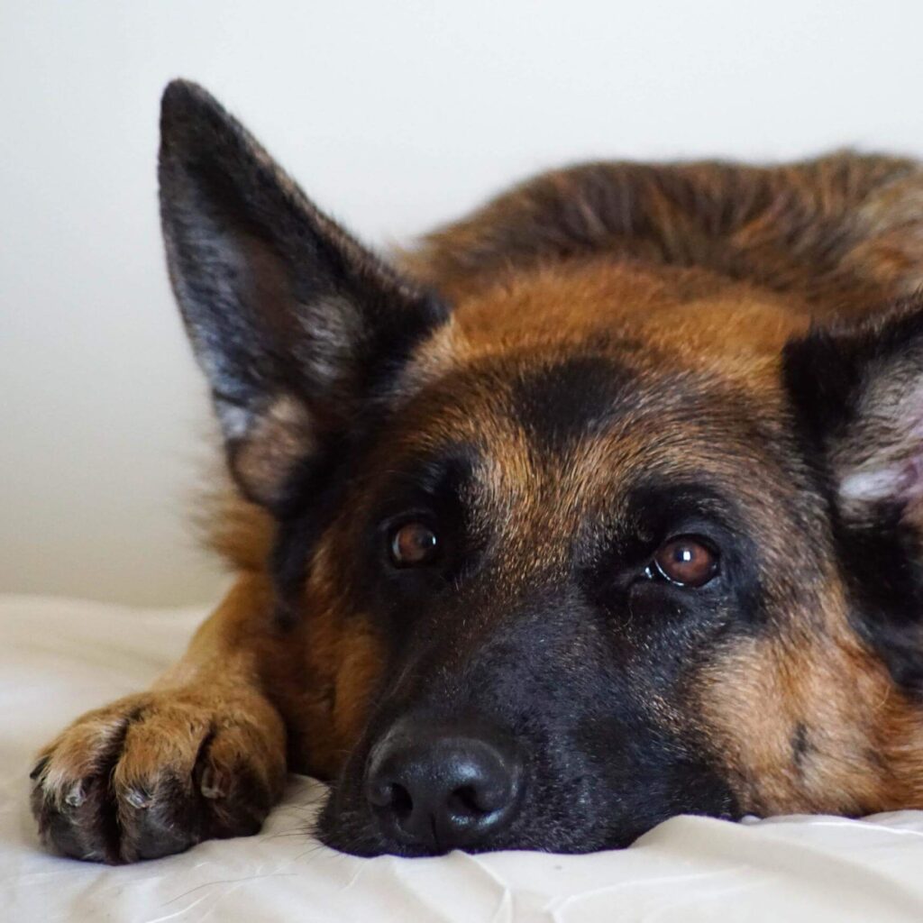 Muscle Wasting in dogs