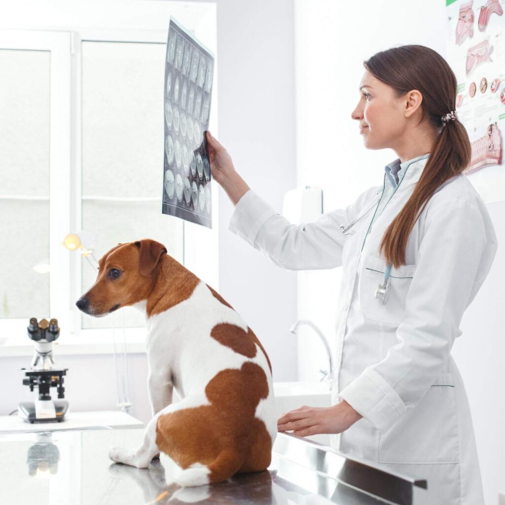 xray in dogs