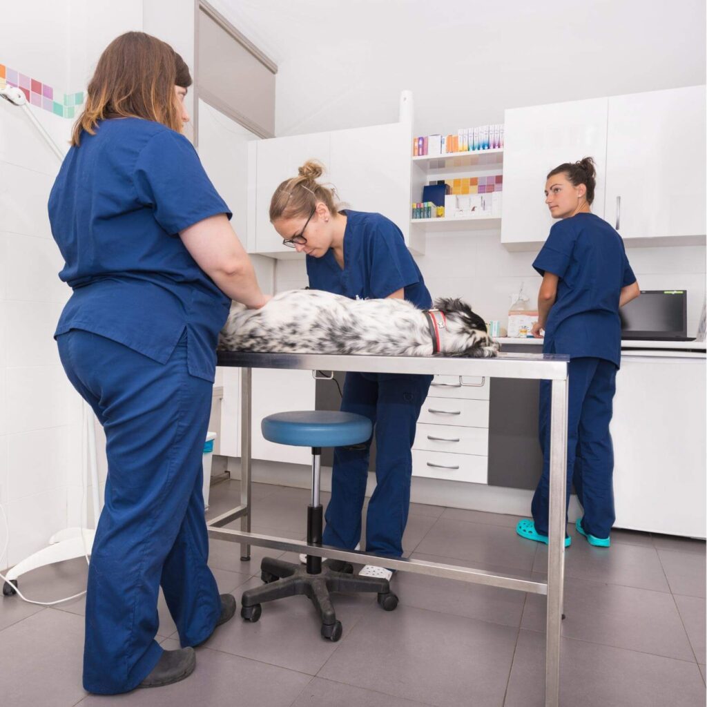 cranial cruciate ligament (CCL) the knee (stifle) joints of dogs. 9