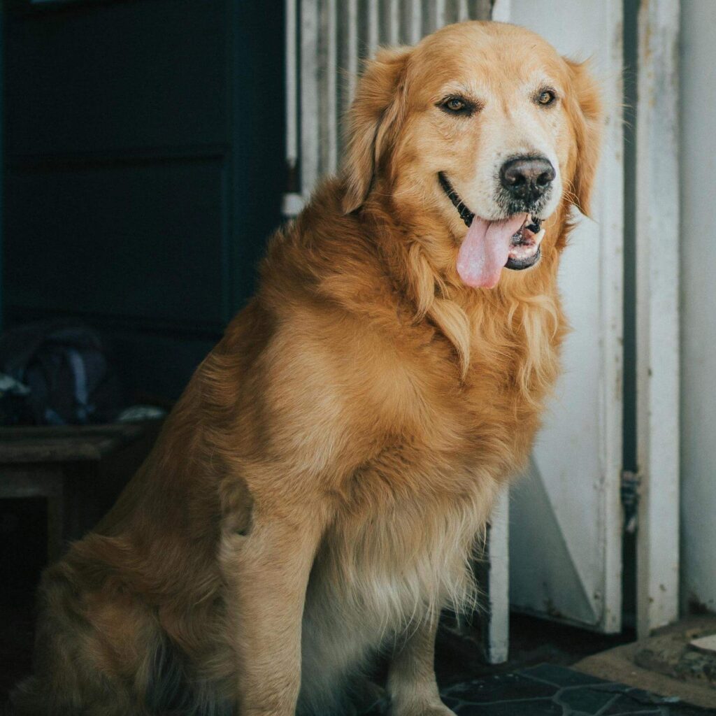 Knee Position in dogs