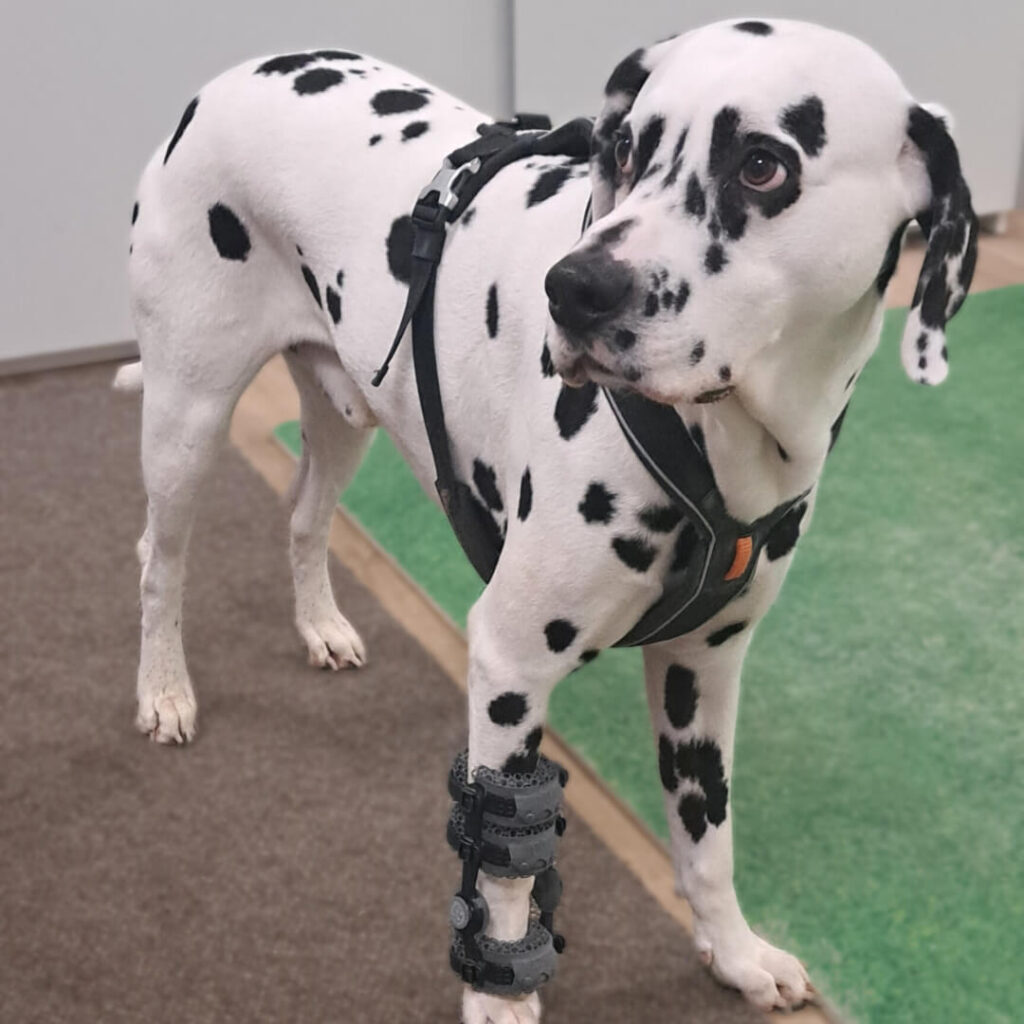 cyril-carpus-orthosis-for-dogs