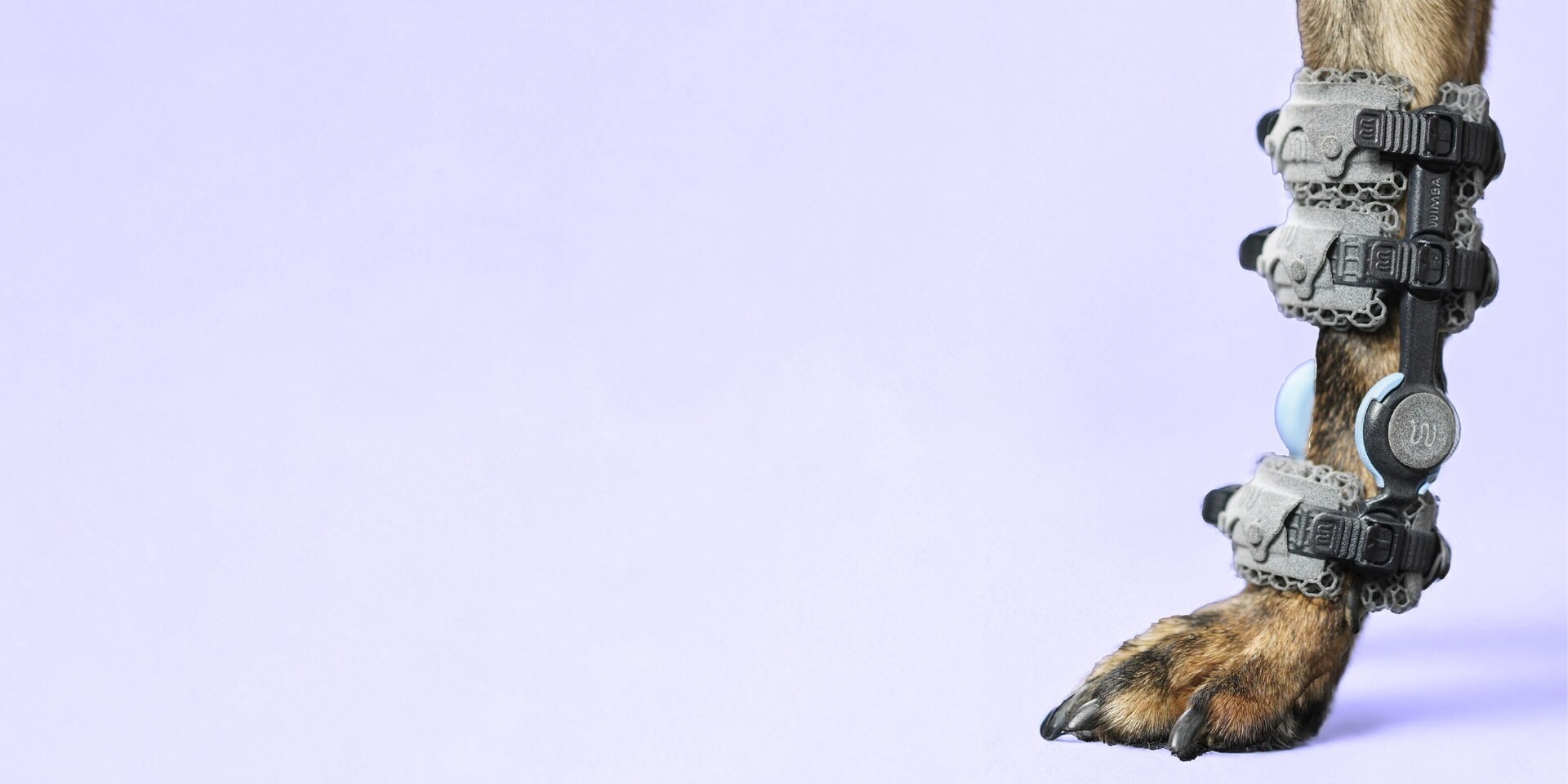 dog carpal hyperextension