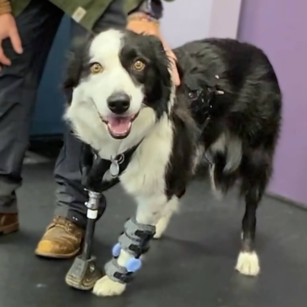 eli-carpus-orthosis-for-dogs