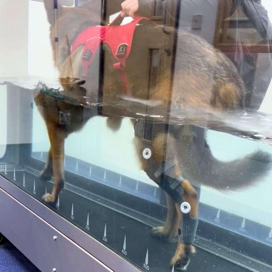 frankie with wimba stifle brace during hydrotherapy