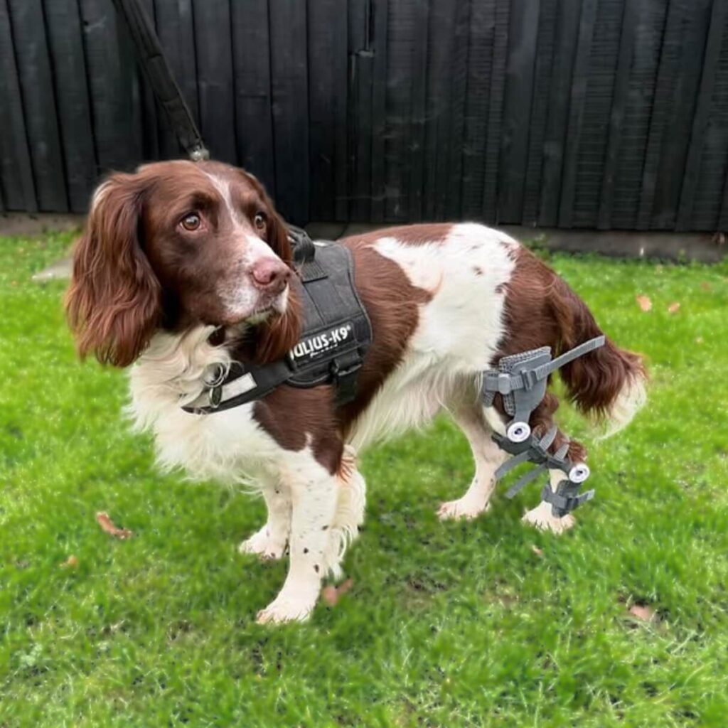 jack-stifle-wimba-brace