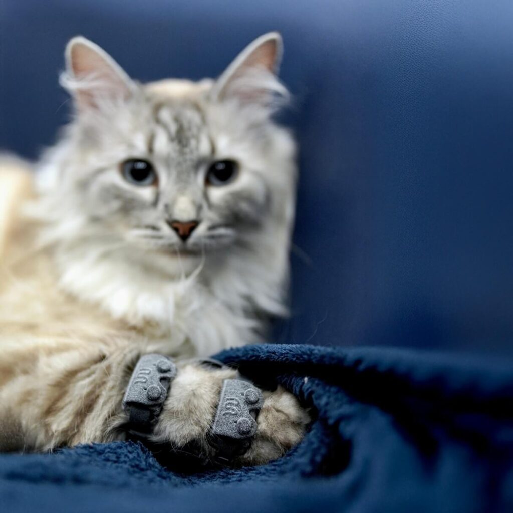 kokos-cat-orthosis-wimba