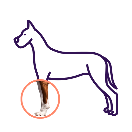 orthopedic conditions in dogs affecting the forelimb