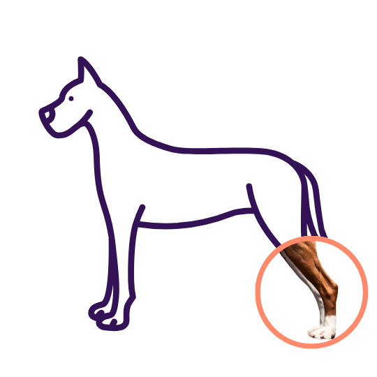 orthopedic issues in the hind limb