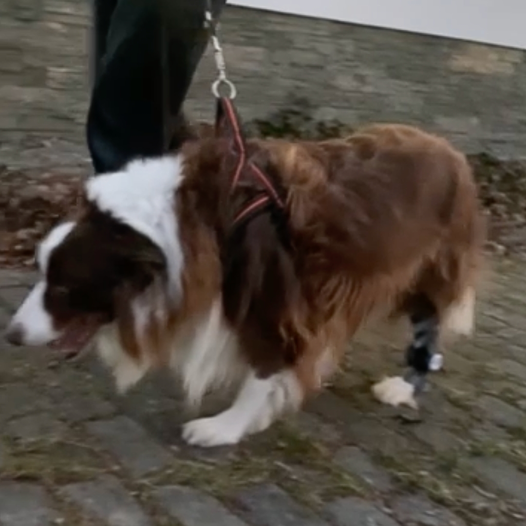 dog with wimba tarsus orthosis pro