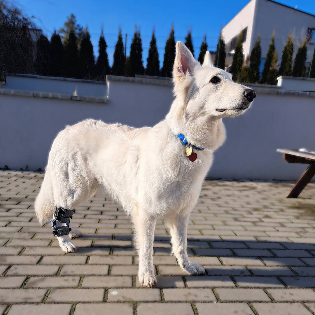 sessi tarsal hyperextension